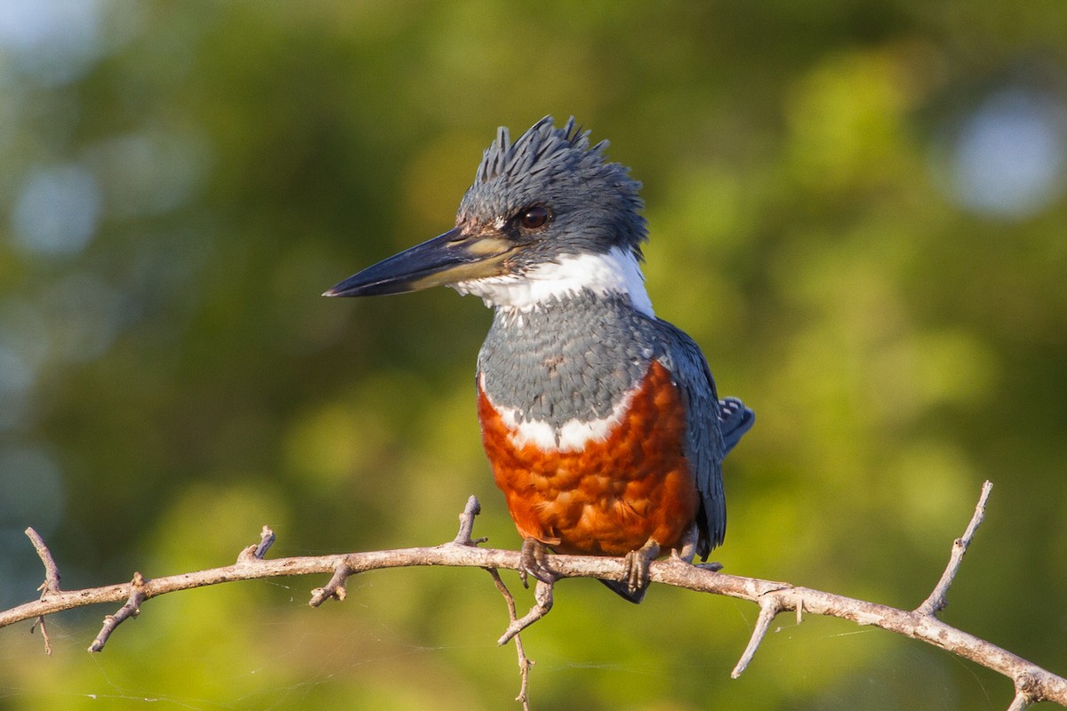 Ringed Kingfisher - Brad Dawson