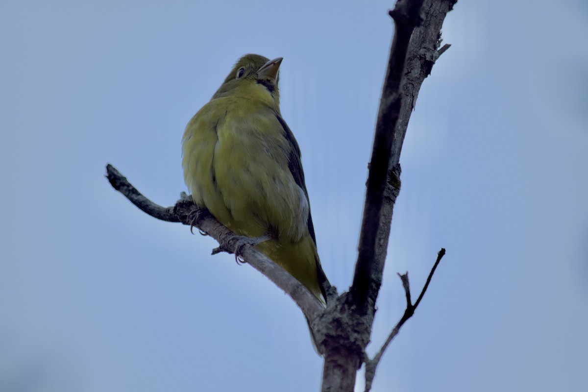 Scarlet Tanager - ML493032151