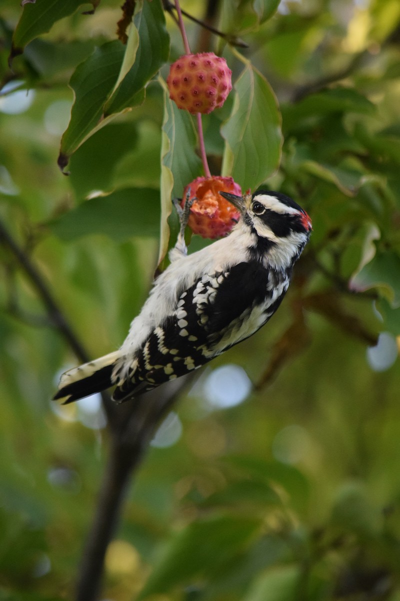 Downy Woodpecker - ML493032411