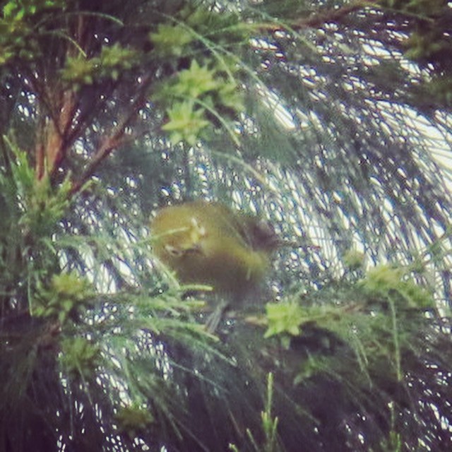 Филиппинская белоглазка - ML493032861