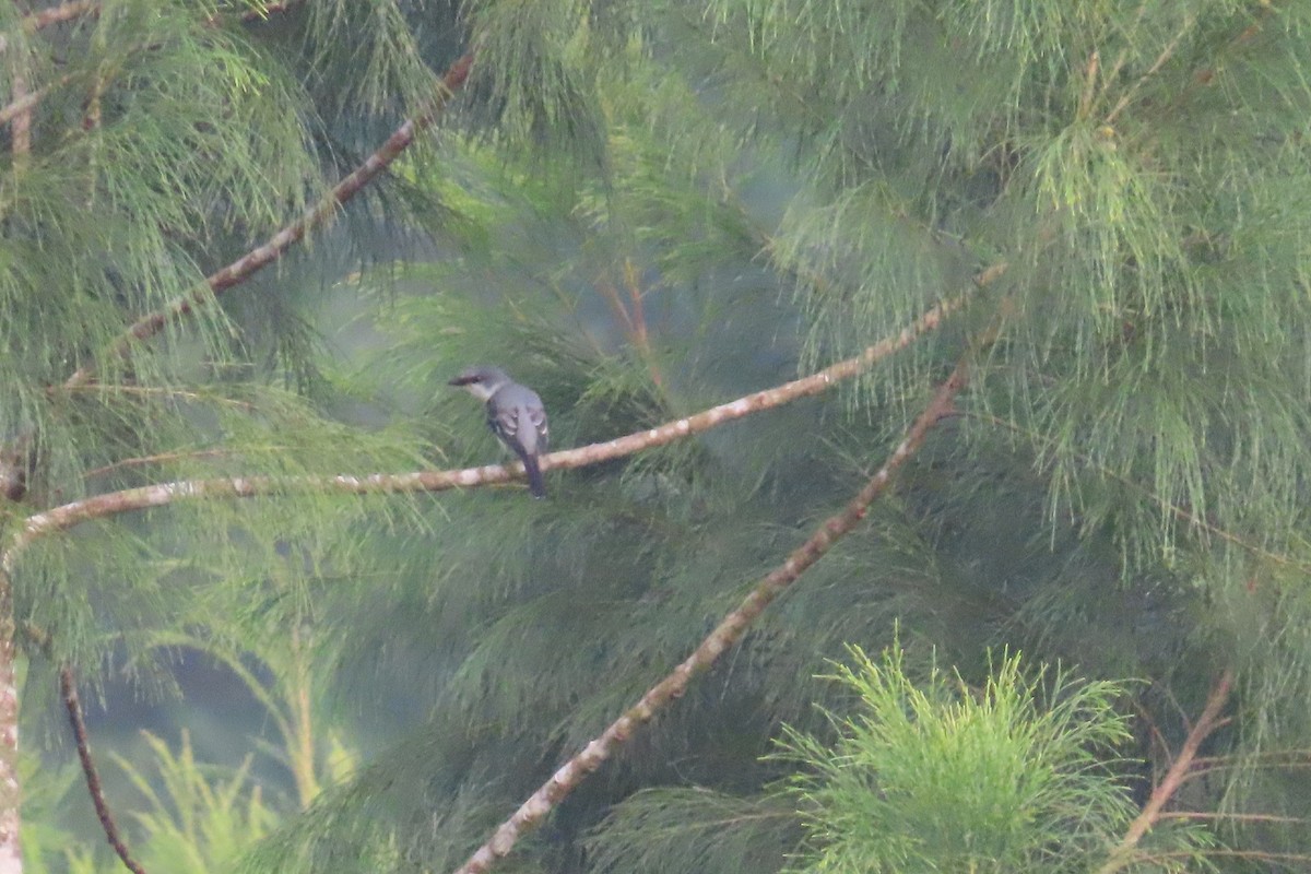 Серый личинкоед - ML493032951