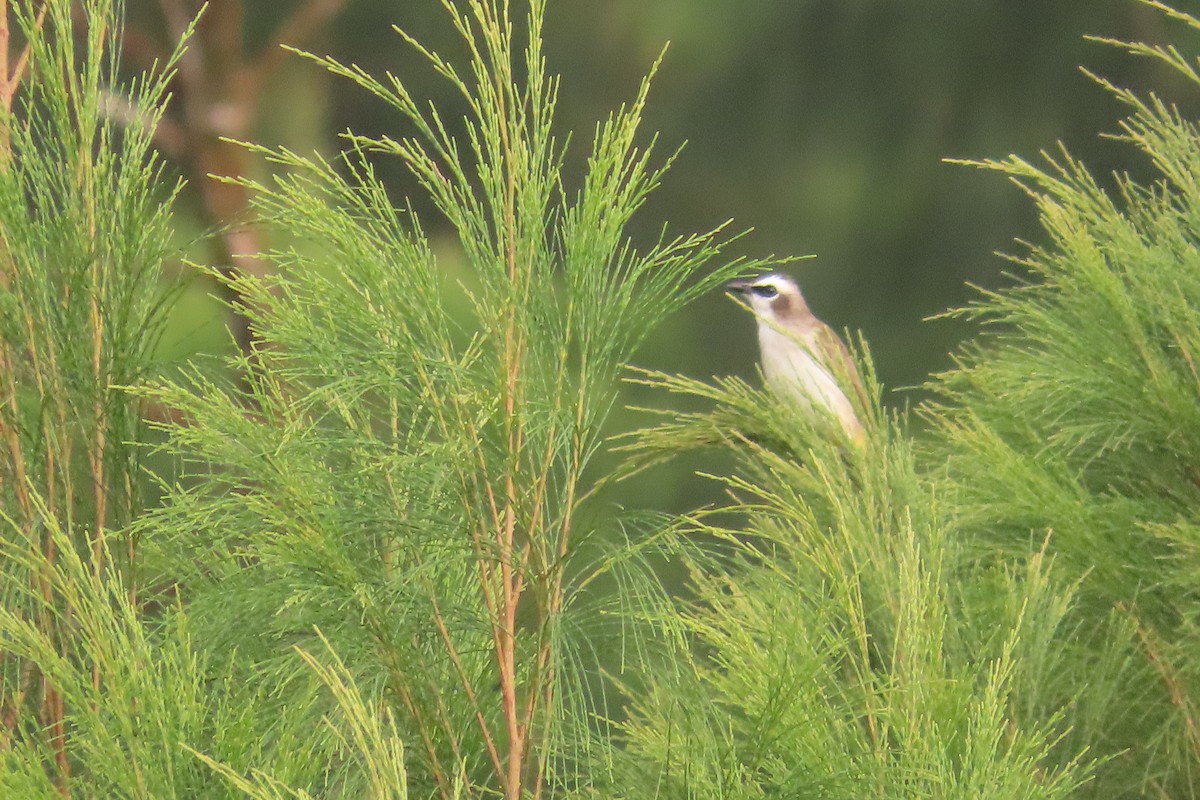 Белобровый бюльбюль - ML493032991