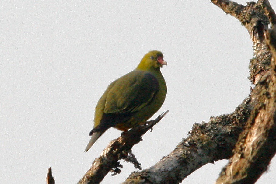 African Green-Pigeon - ML49303481