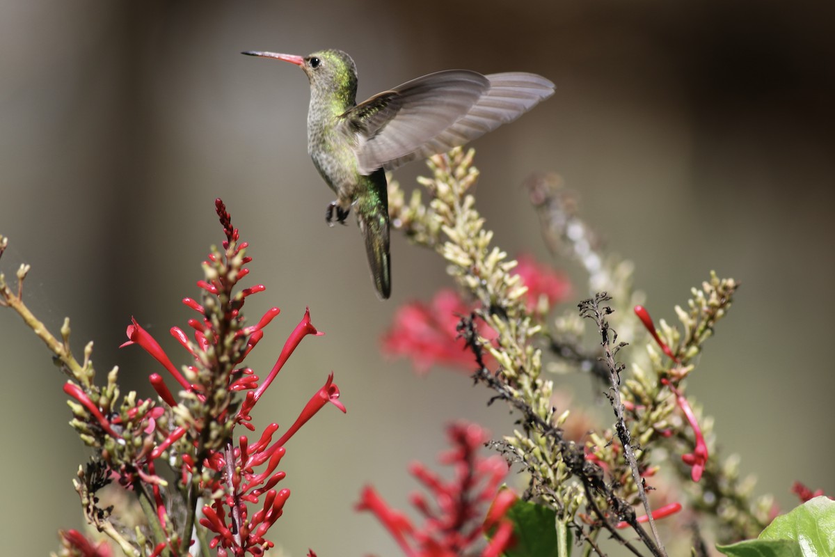 gyllenkolibri - ML493034991