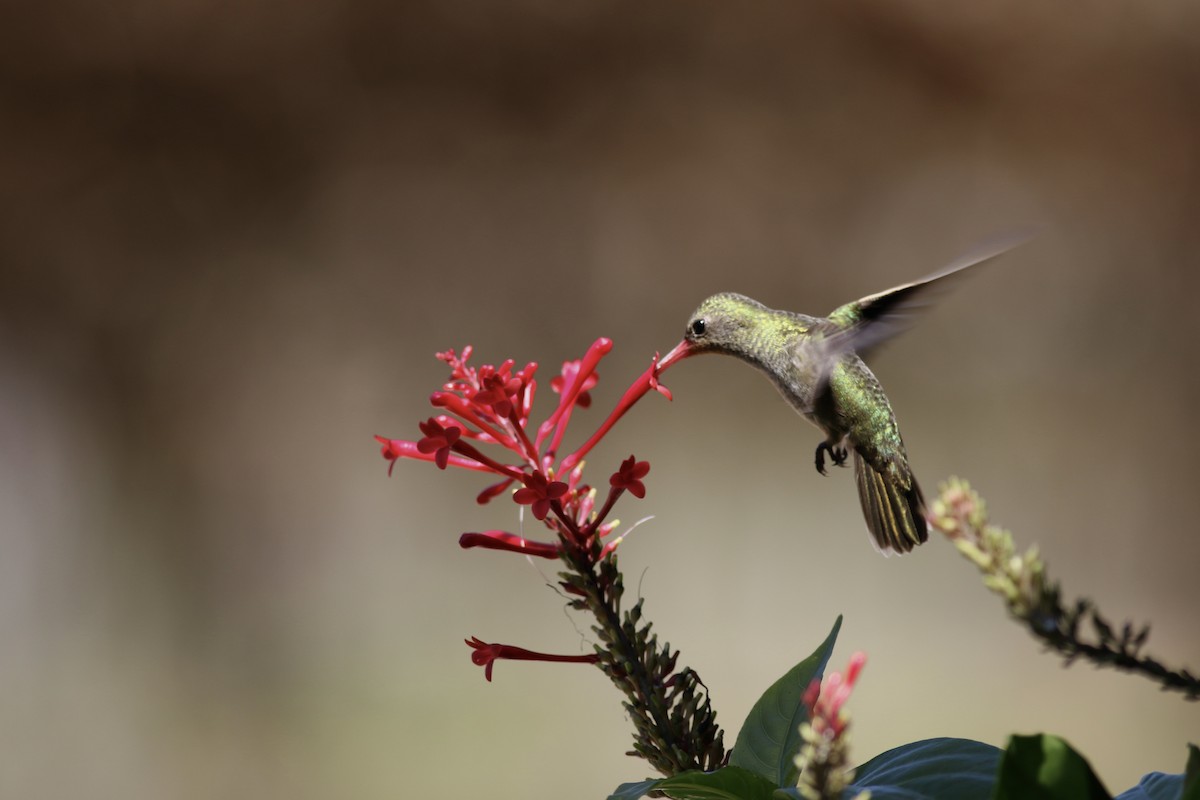 gyllenkolibri - ML493035011