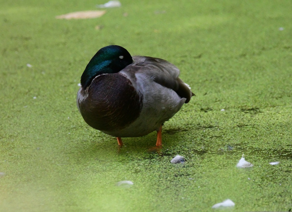 Mallard - Richard Leonard