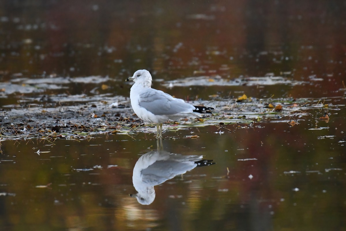 Ring-billed Gull - ML493037831