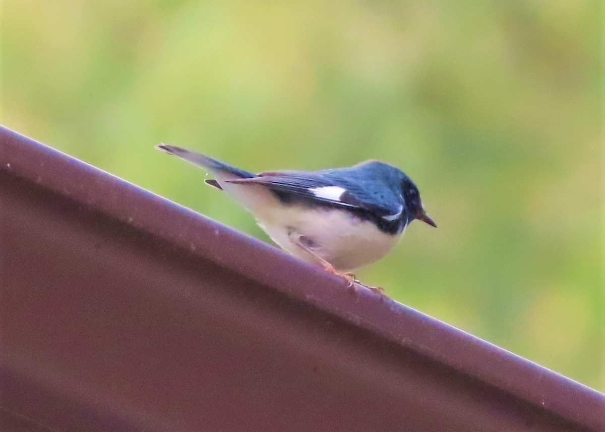 Black-throated Blue Warbler - ML493038281