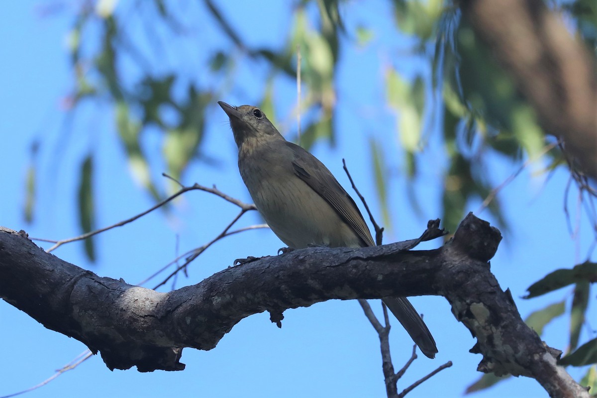 Rufous Shrikethrush - ML493039401