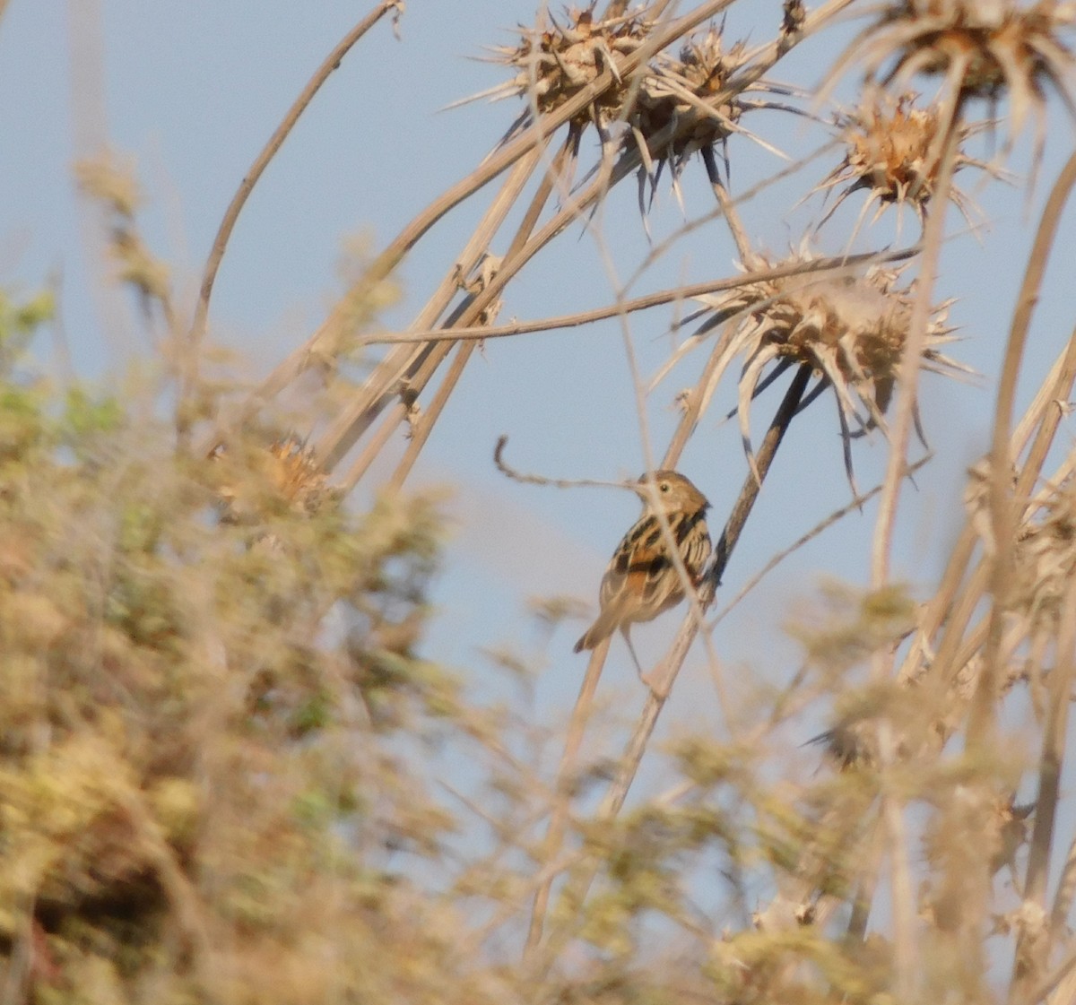 Zitting Cisticola - ML493041231