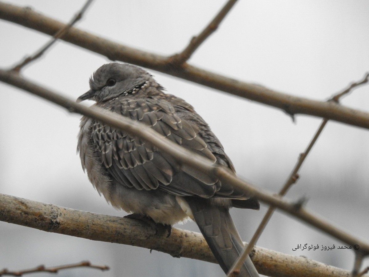 珠頸斑鳩 - ML493041331