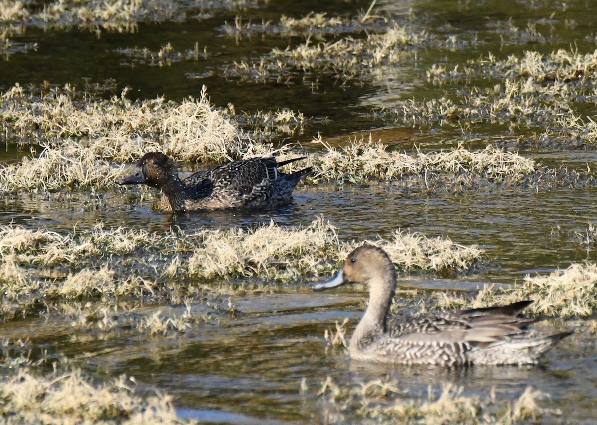 Northern Pintail - ML493042151