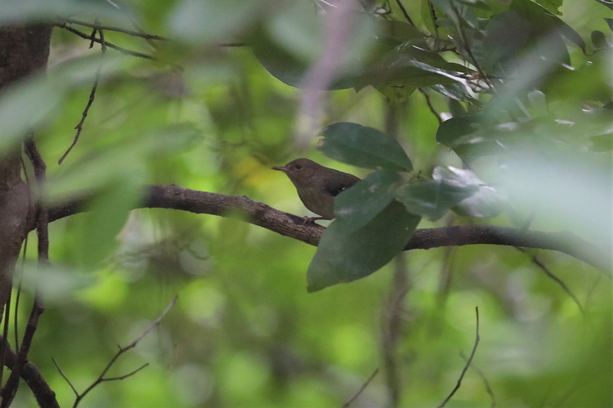 Tropical Scrubwren - ML493044031