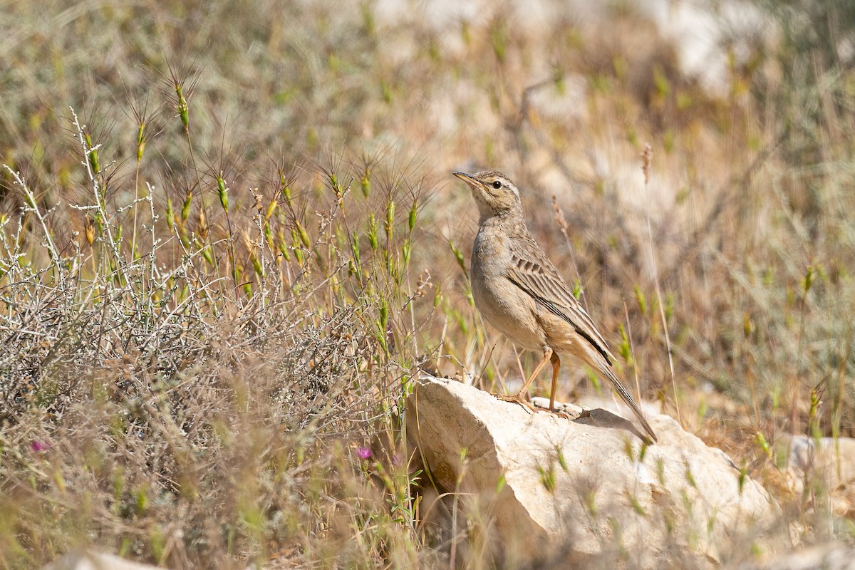 Pipit à long bec (captus) - ML493044081