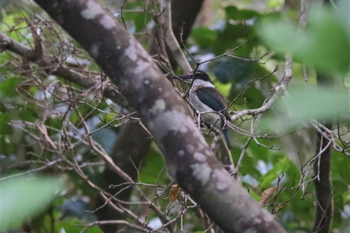 Sacred Kingfisher (Australasian) - Steven Edwards