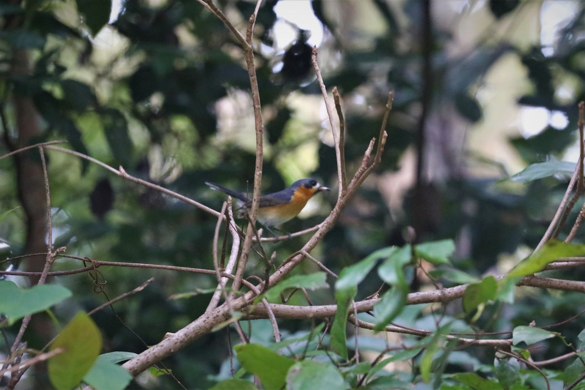 Australian Spectacled Monarch (Western) - ML493044331