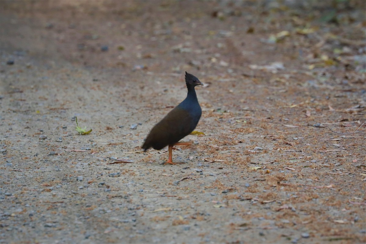 Rotbein-Großfußhuhn - ML493044471