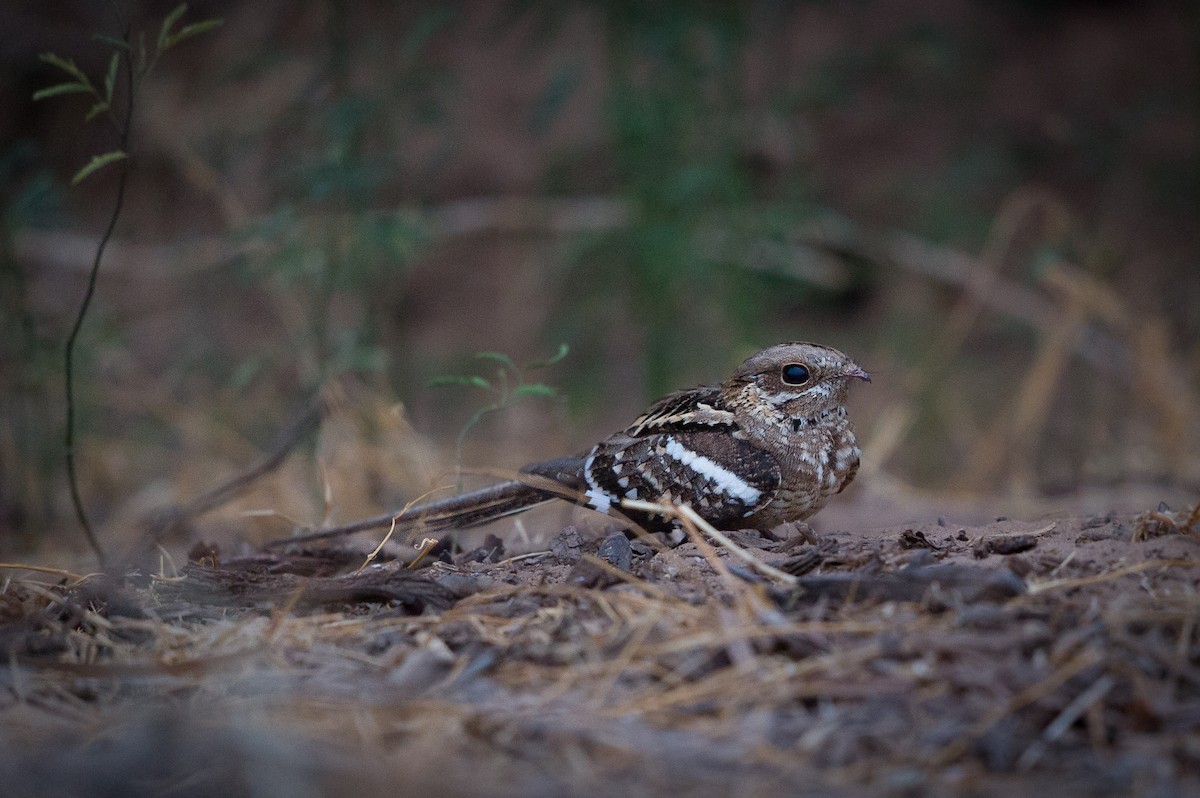 Long-tailed Nightjar - ML493045861