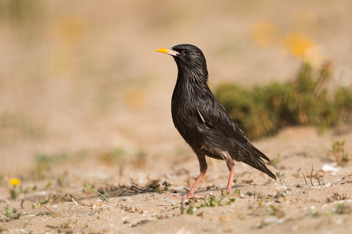 Spotless Starling - ML493046771