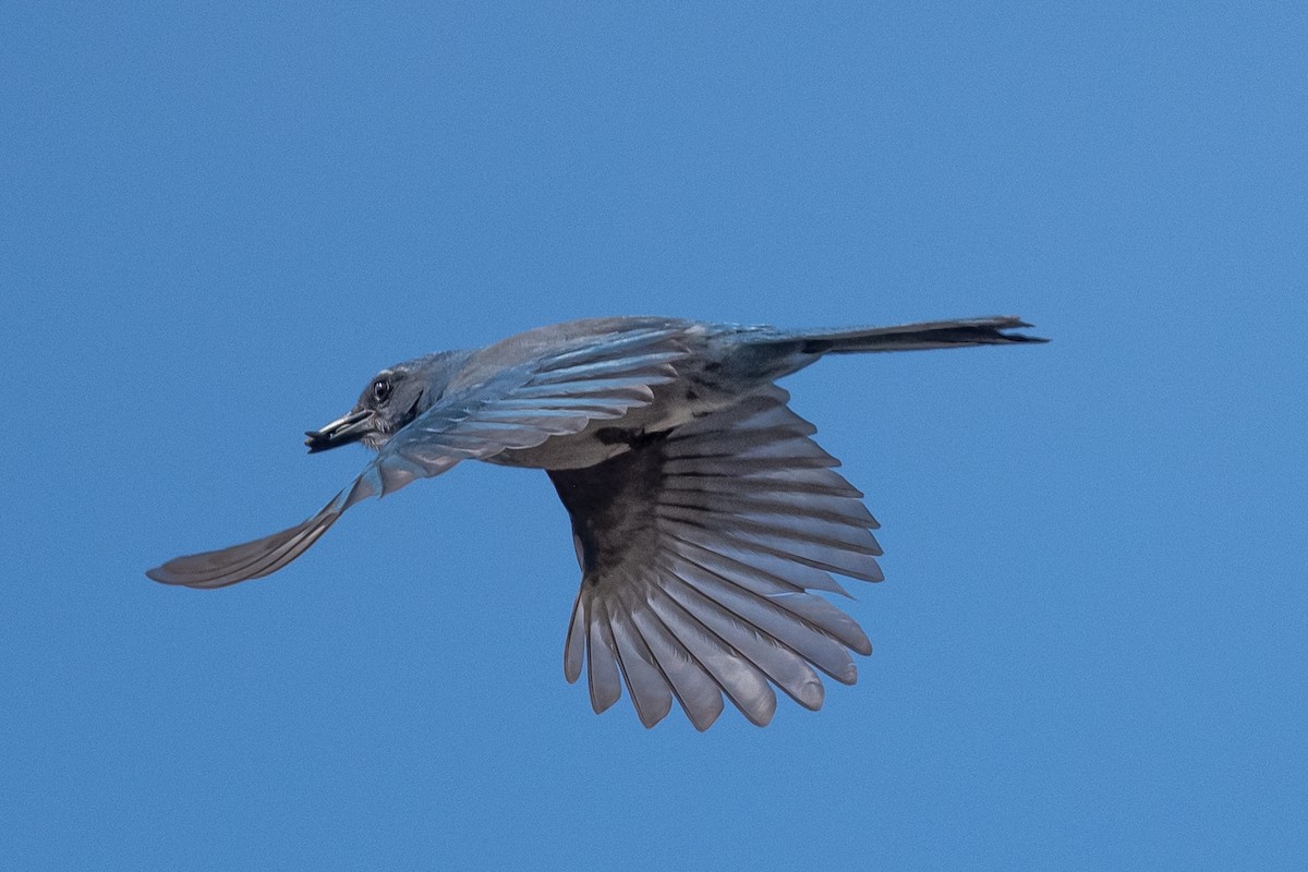 Woodhouse's Scrub-Jay - ML493049021