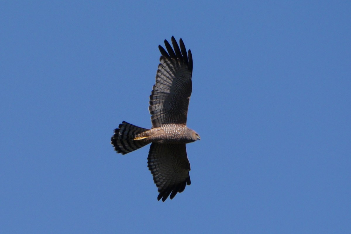 Spotted Harrier - ML493049401