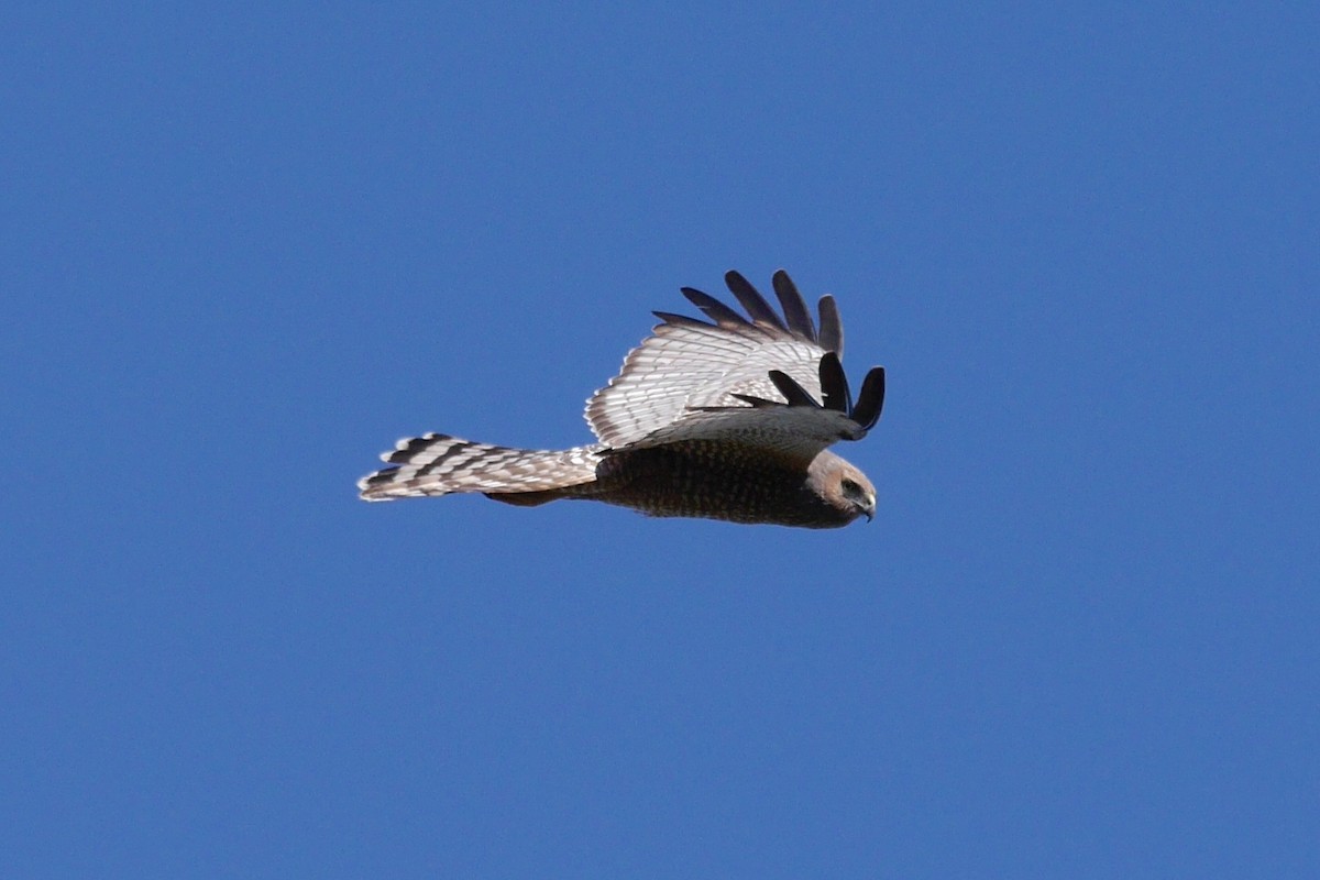 Spotted Harrier - ML493049451