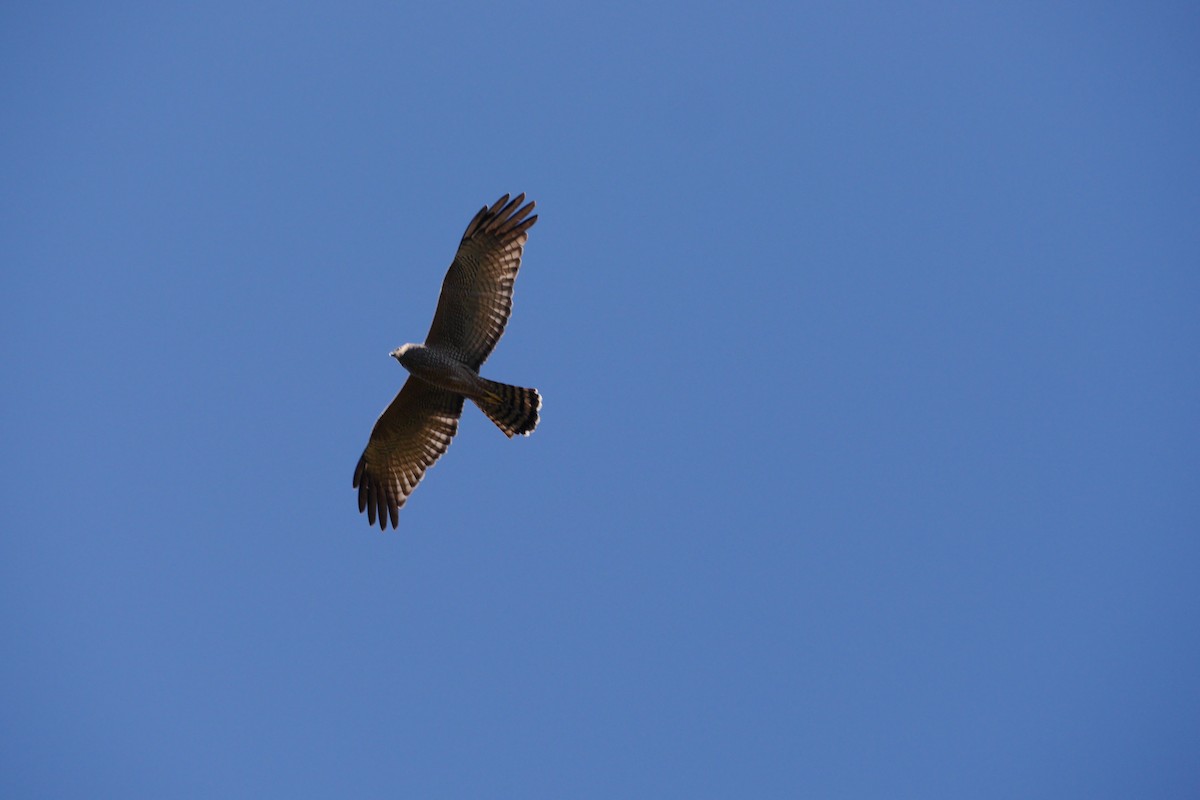 Spotted Harrier - ML493049591