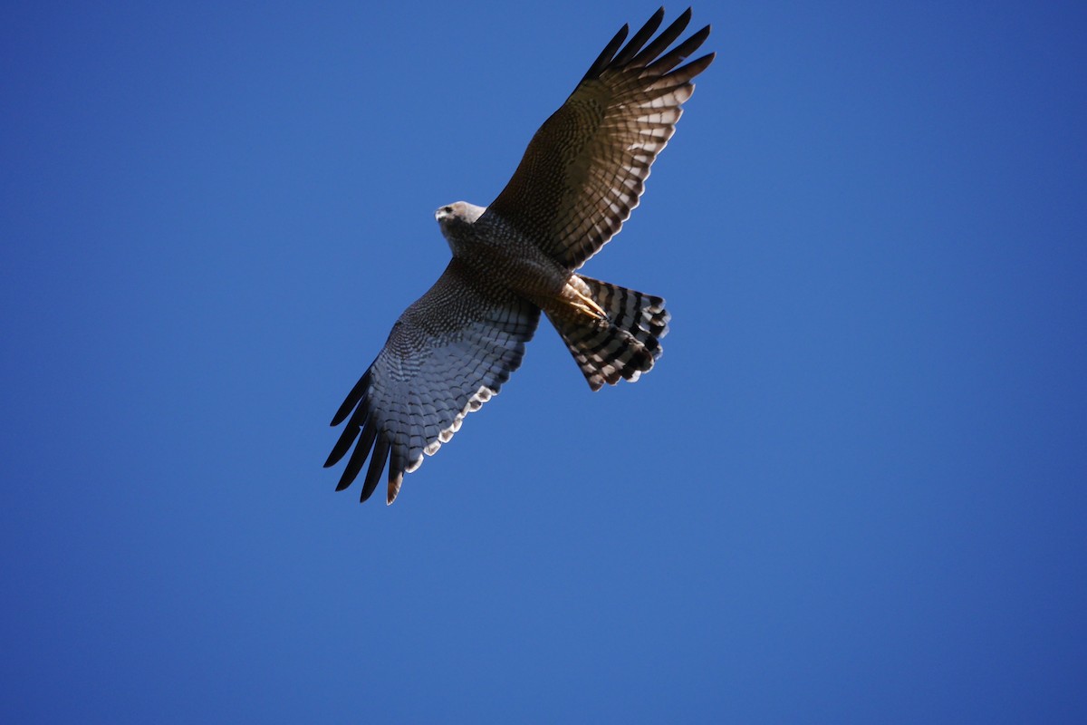 Spotted Harrier - ML493049611