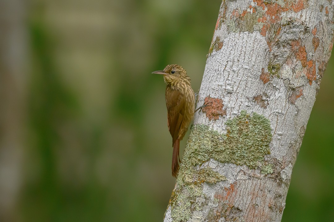Ceara Woodcreeper - ML493050361