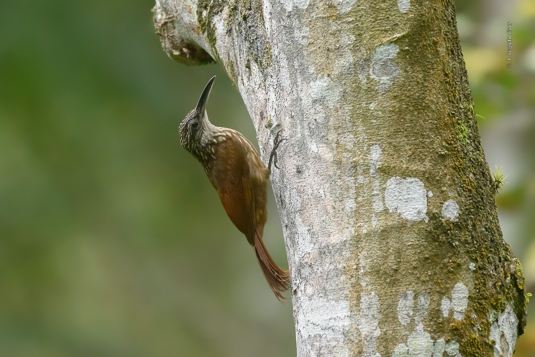 Buff-throated Woodcreeper (Lafresnaye's) - ML493050391