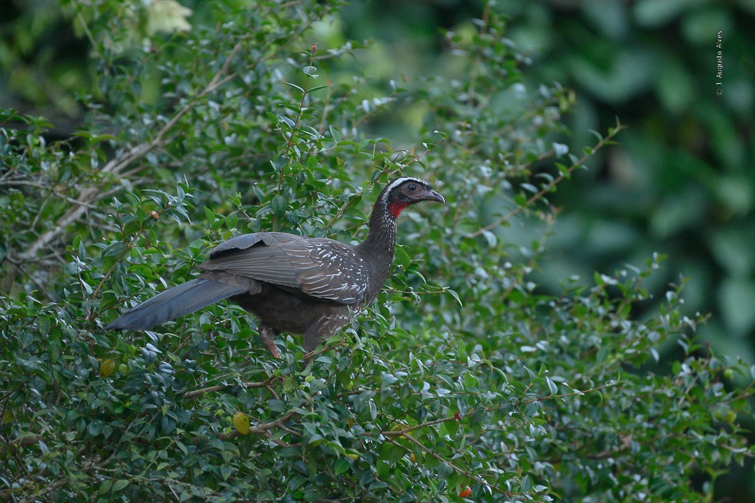 White-browed Guan - ML493050731