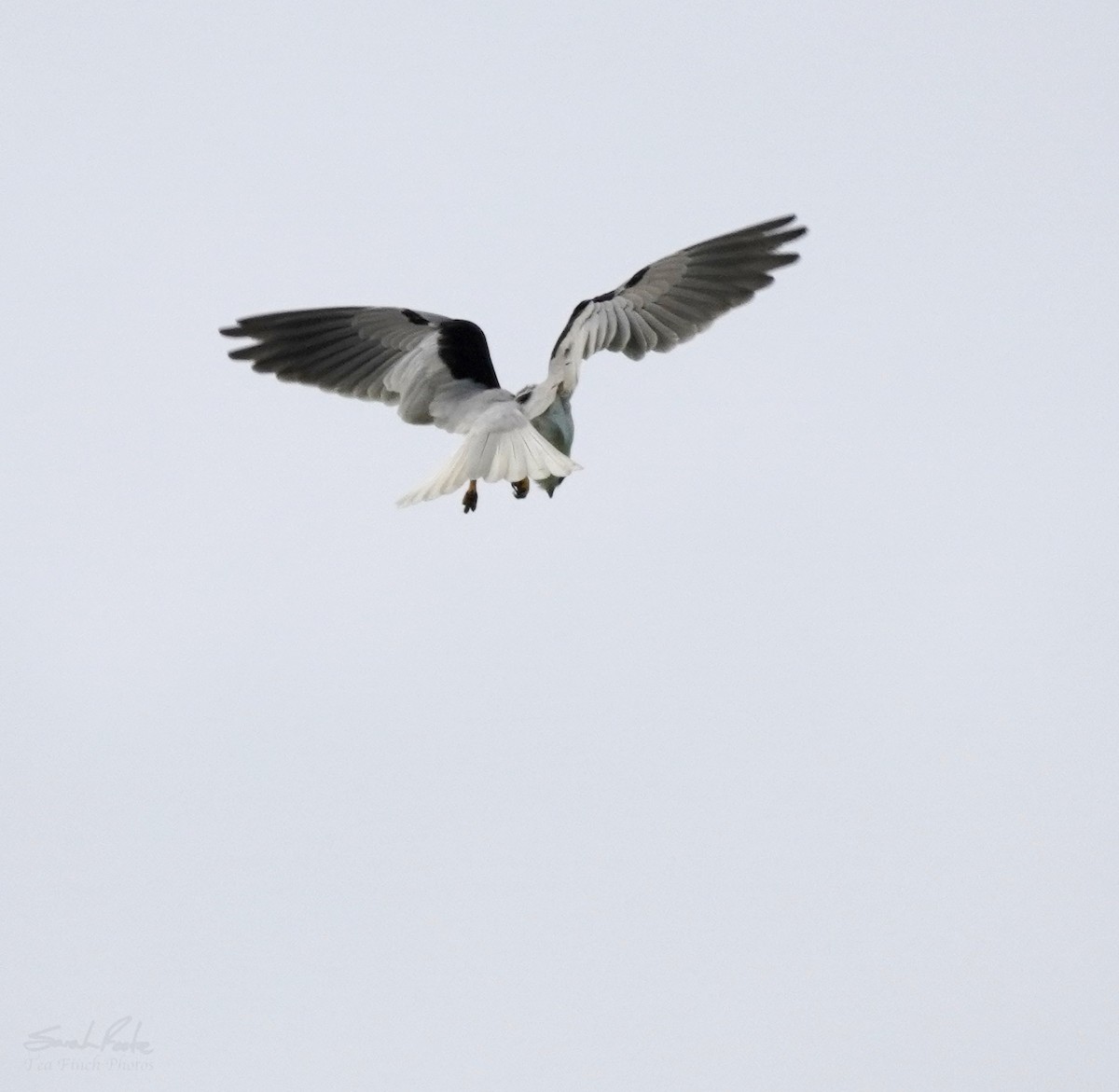 Black-shouldered Kite - Sarah Foote