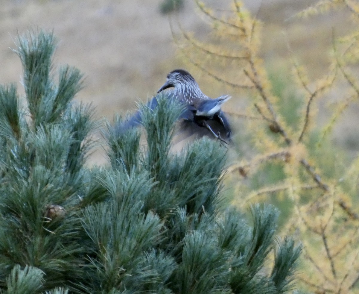 Northern Nutcracker - ML493050851