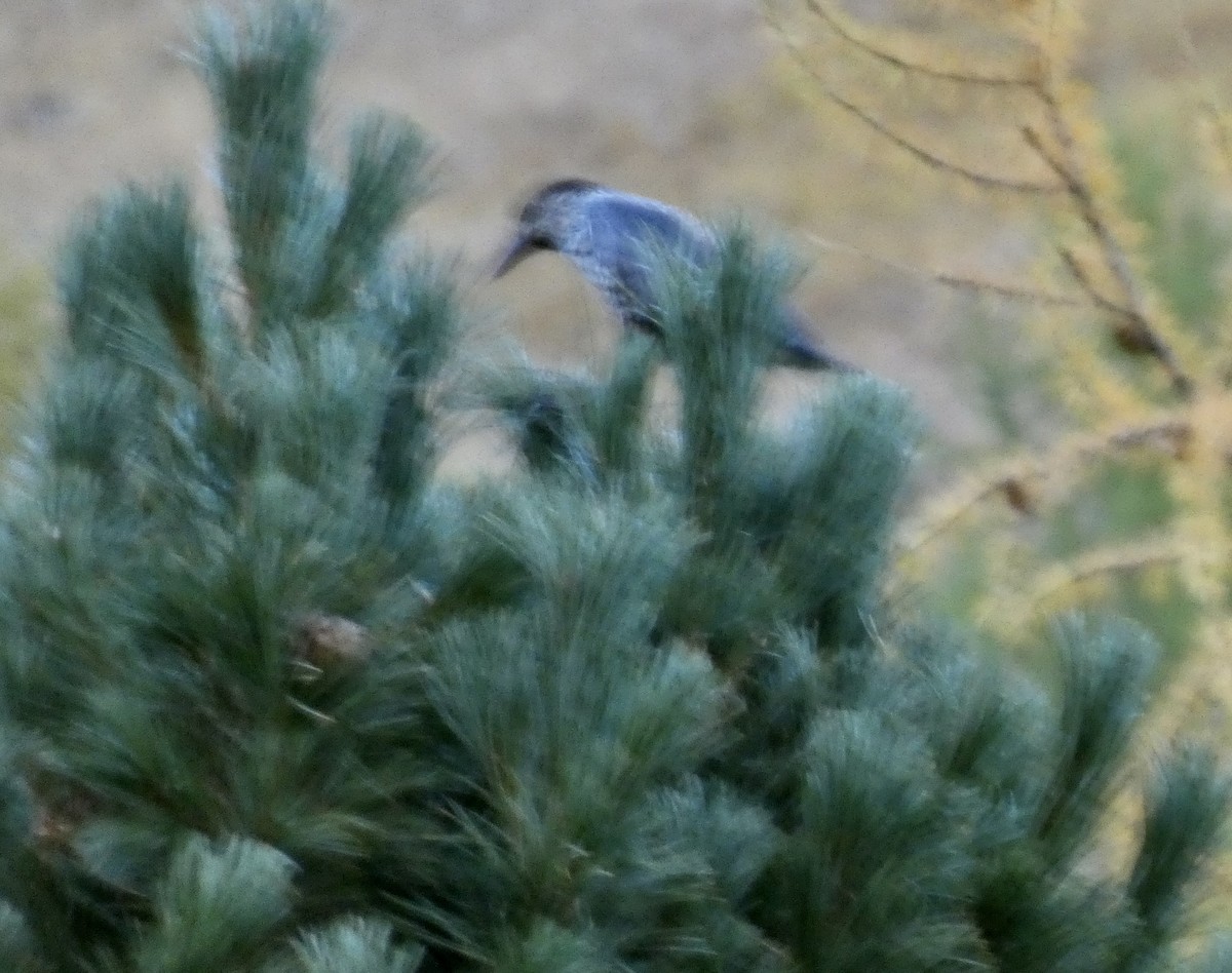 Northern Nutcracker - ML493050861