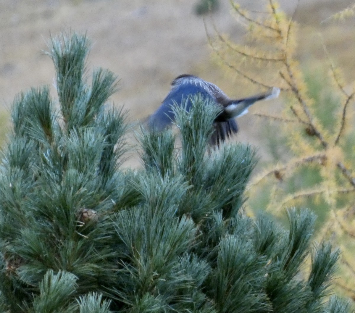 Northern Nutcracker - ML493050871