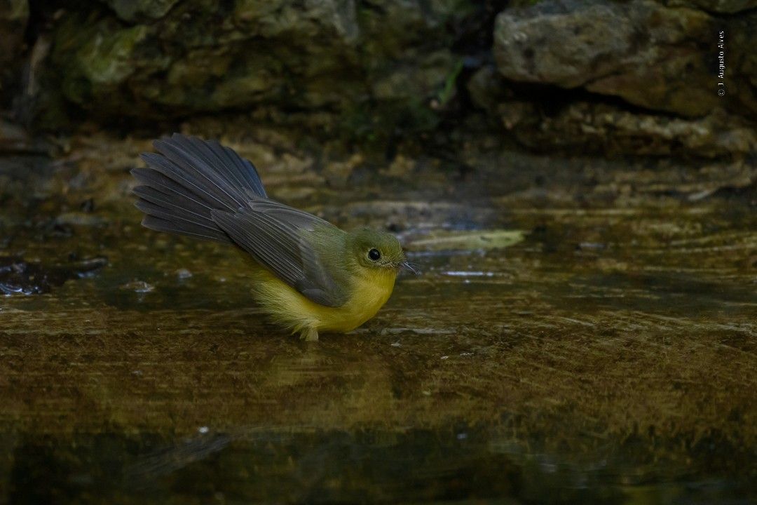 Black-tailed Flycatcher - ML493050971