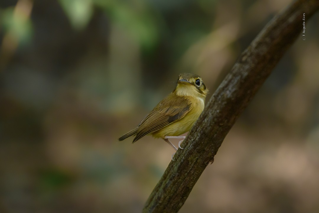 White-throated Spadebill - ML493051031