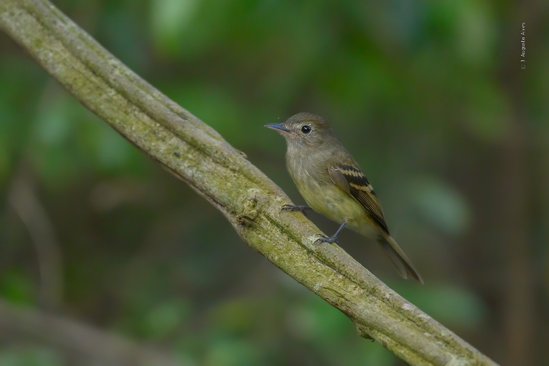 Euler's Flycatcher - ML493051251