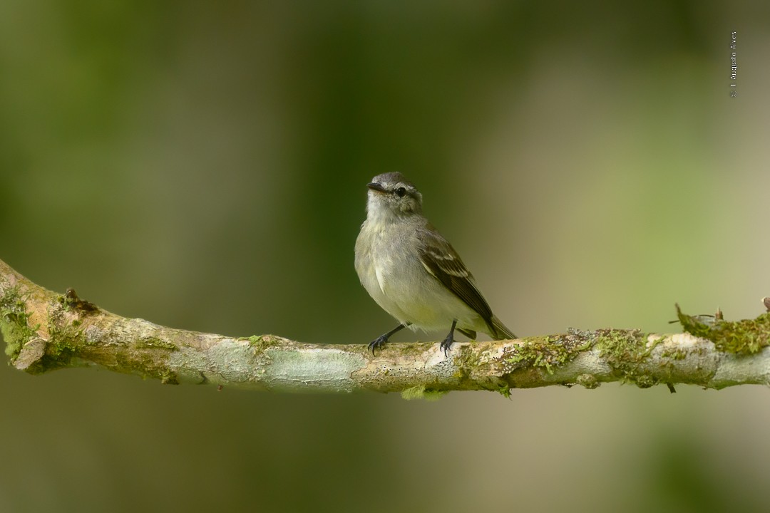 Planalto Tyrannulet - ML493051511