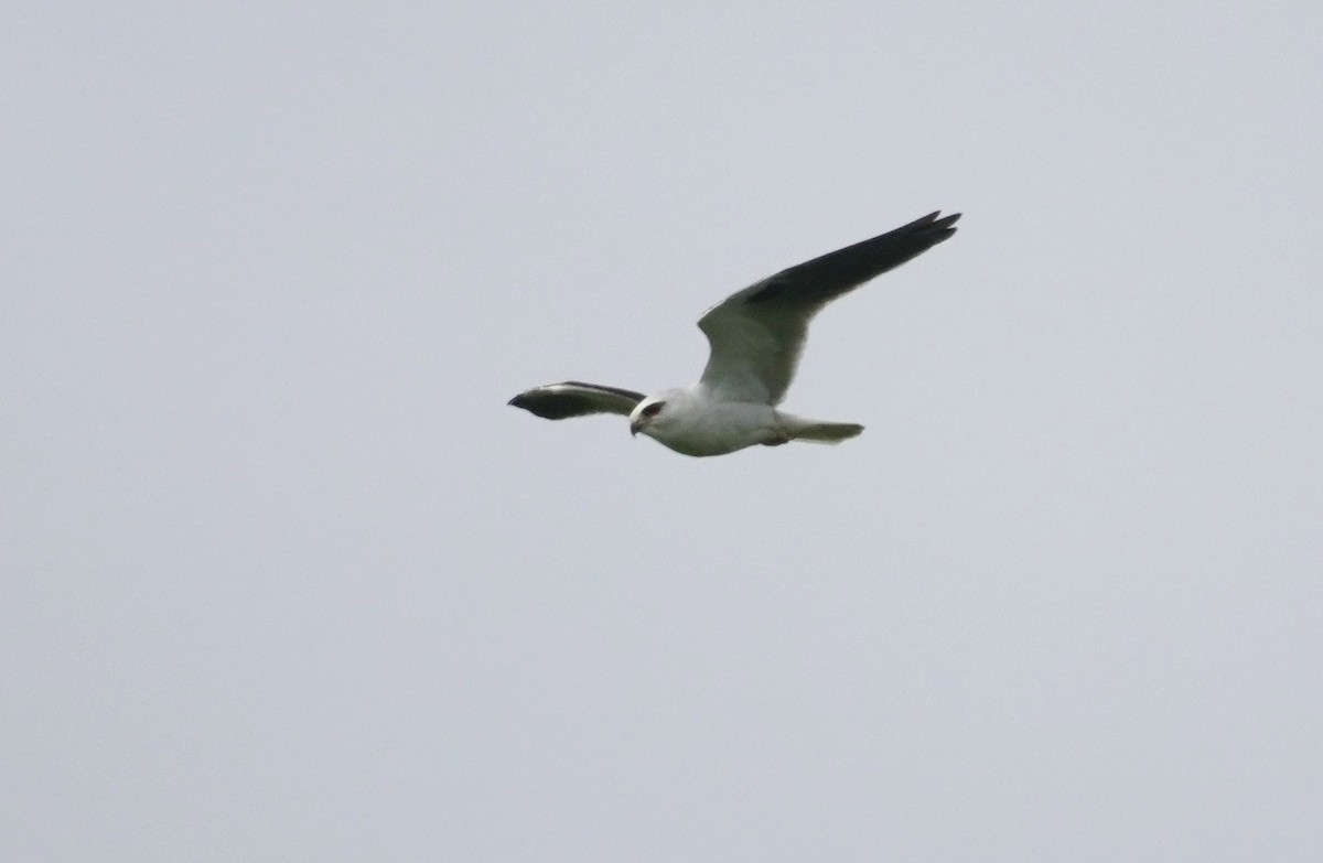 Black-shouldered Kite - ML493052261