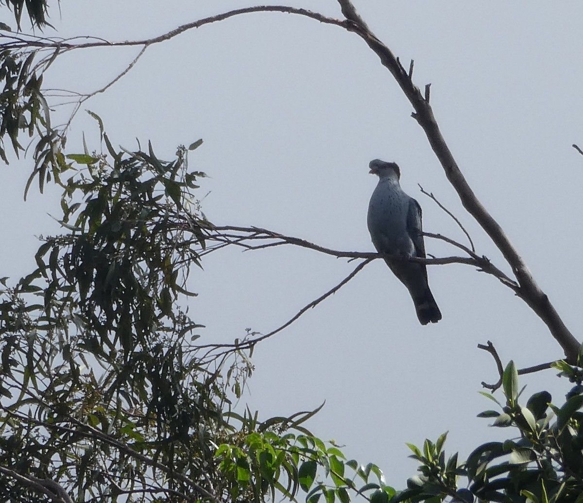 Topknot Pigeon - ML493052751