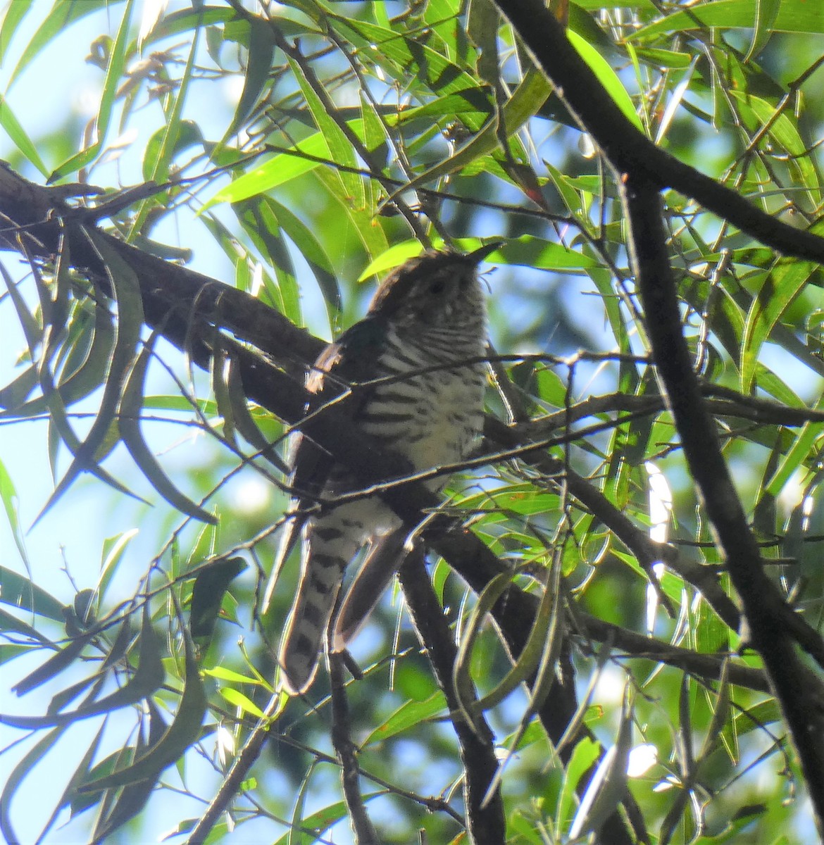 Shining Bronze-Cuckoo - ML493052841