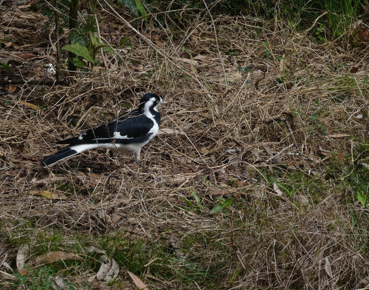 Magpie-lark - ML493052891