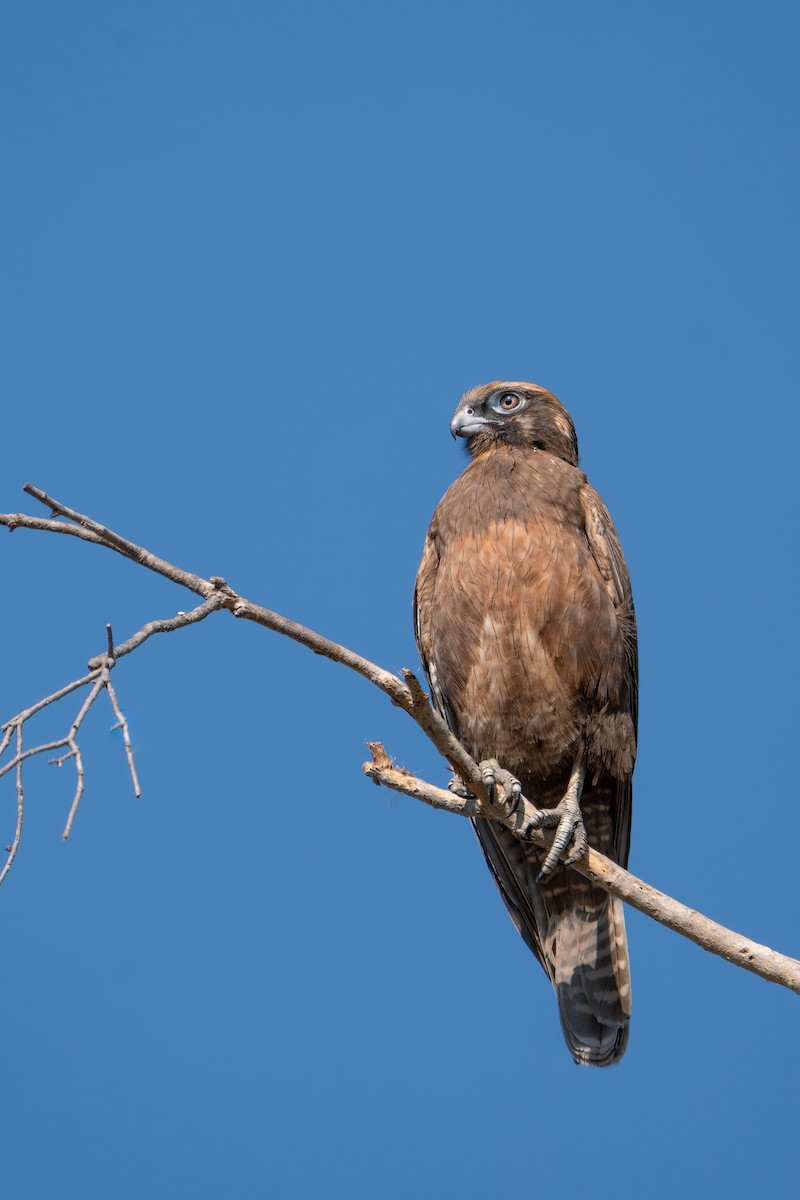 Brown Falcon - ML493052971