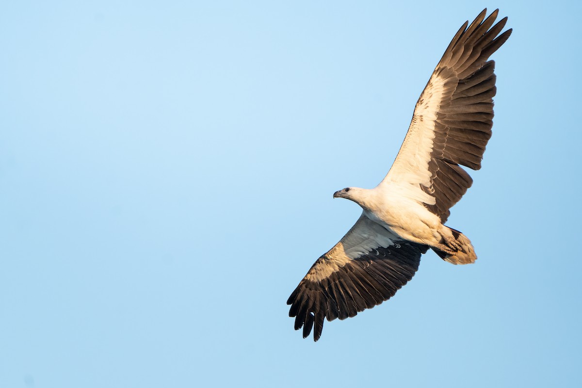 White-bellied Sea-Eagle - Jake Harfield