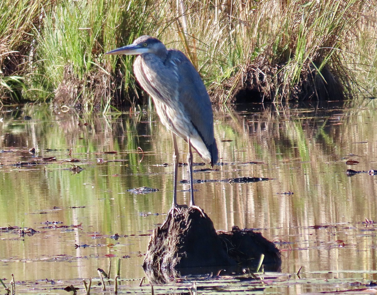 Garza Azulada - ML493053421