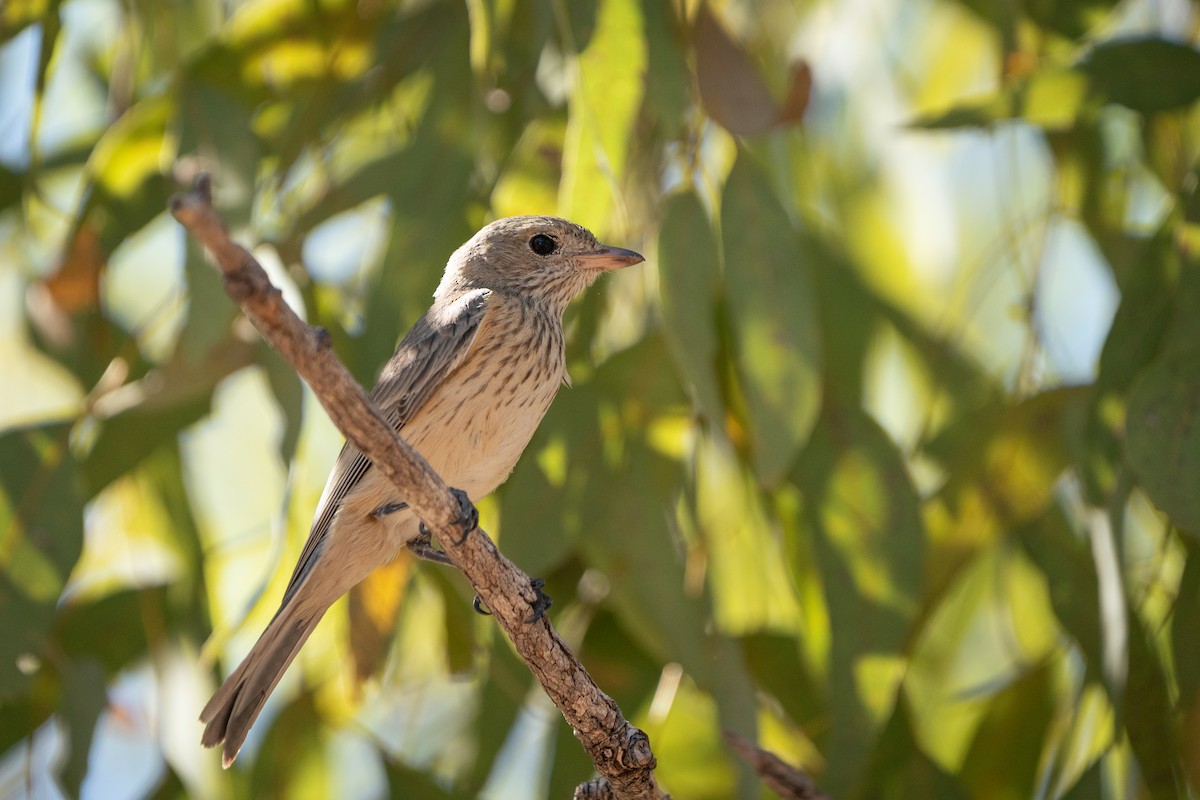 Rufous Whistler - ML493053601