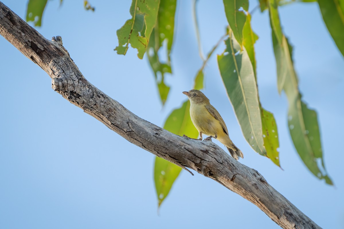 Weebill - ML493053631