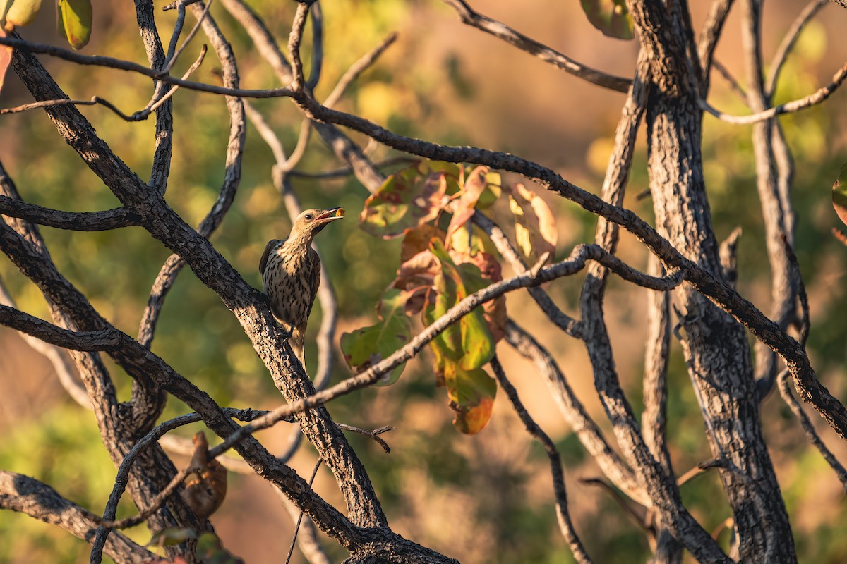 Olive-backed Oriole - ML493054041