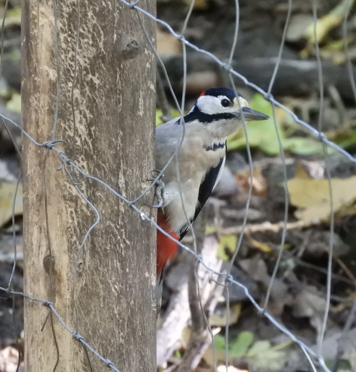 Great Spotted Woodpecker - ML493054621